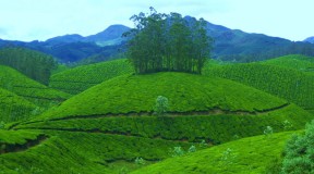 Enchanting Vagamon Hills of Kerala