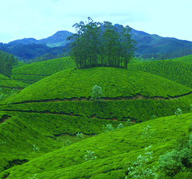 Amazing Kerala 05 Nights / 06 days